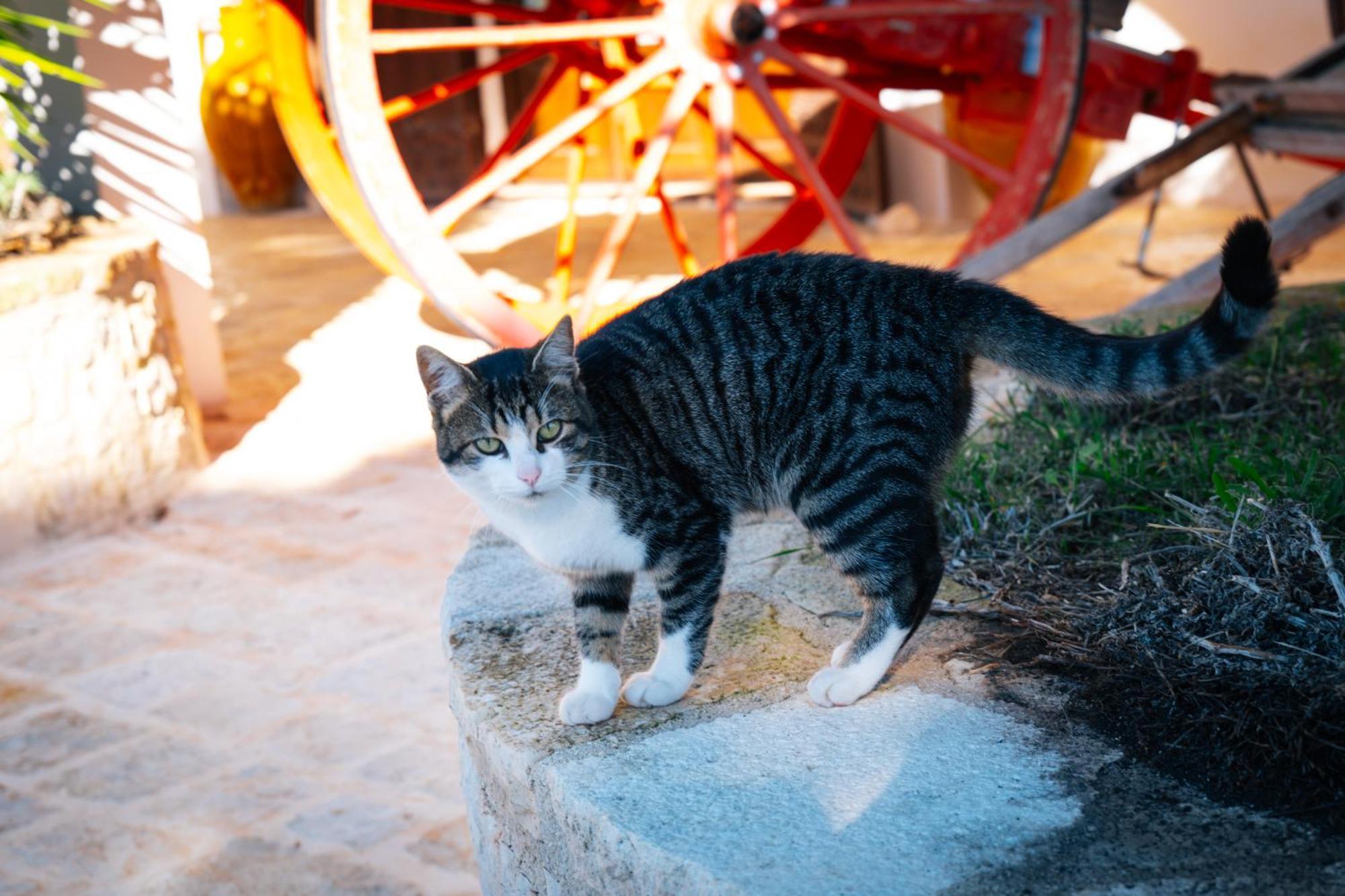 Masseria Pilano Crispiano Экстерьер фото