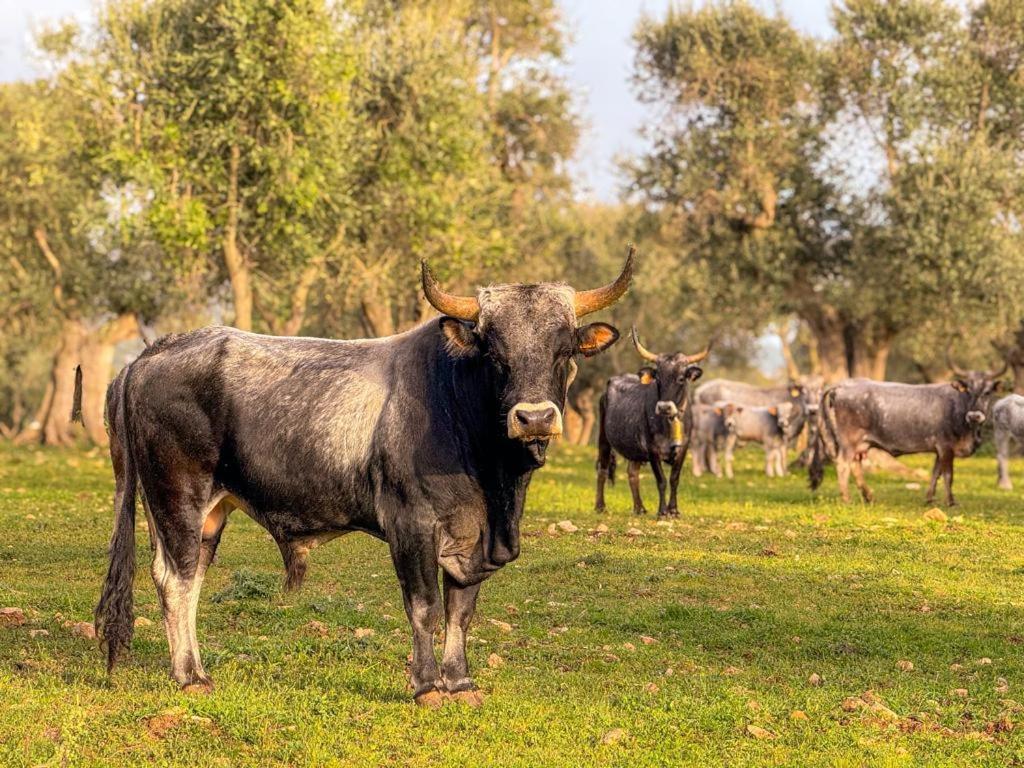 Masseria Pilano Crispiano Экстерьер фото